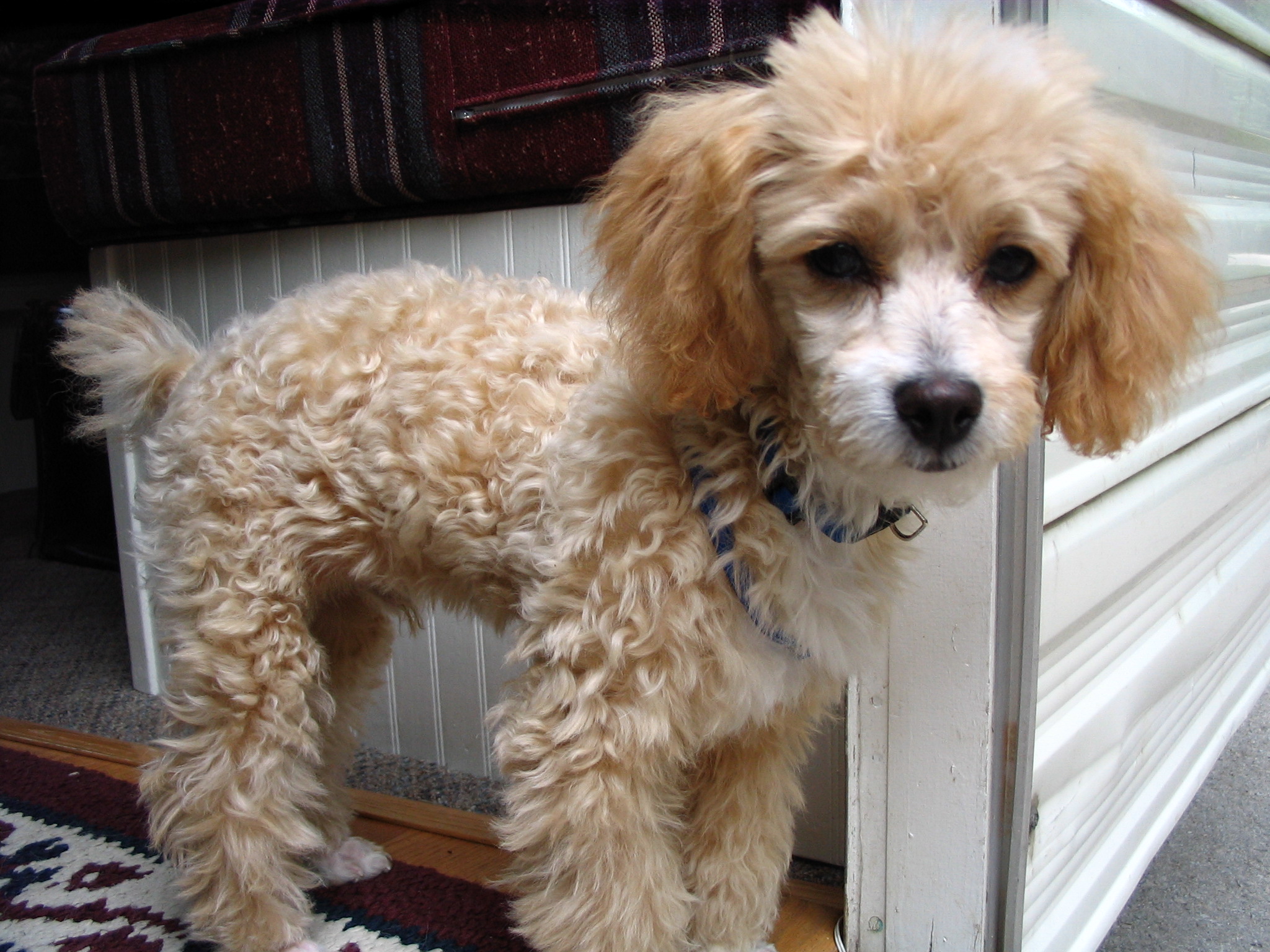 Biskit on his first camping trip
